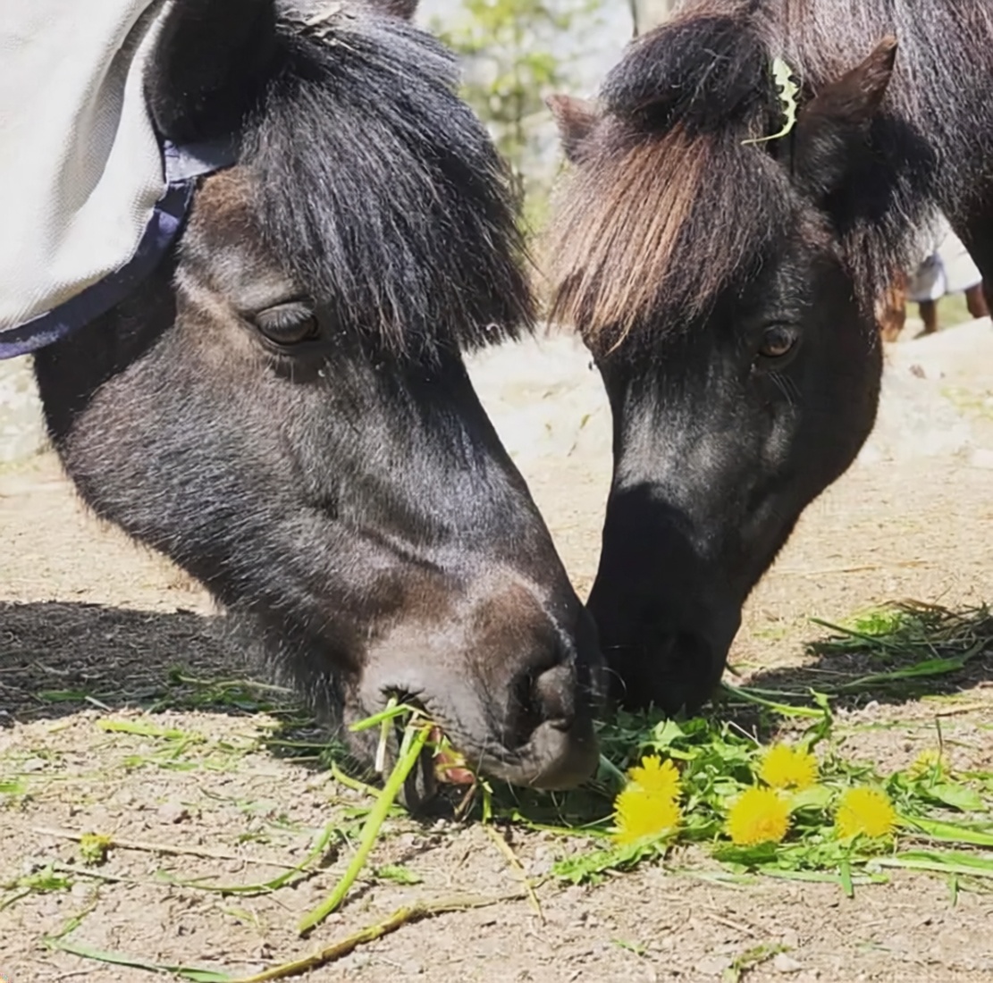 Levad